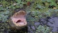 Triathlete who survived alligator attack tells harrowing story of his escape: 'I got super lucky' - Fox News