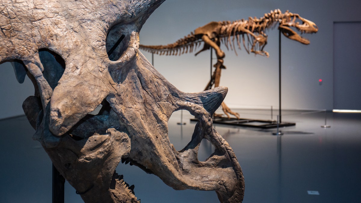 triceratops and gorgosaurus fossils