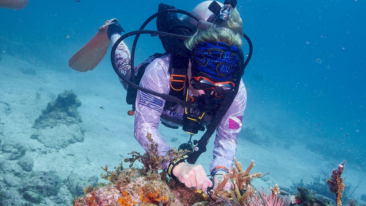 veteran zipties coral in florida