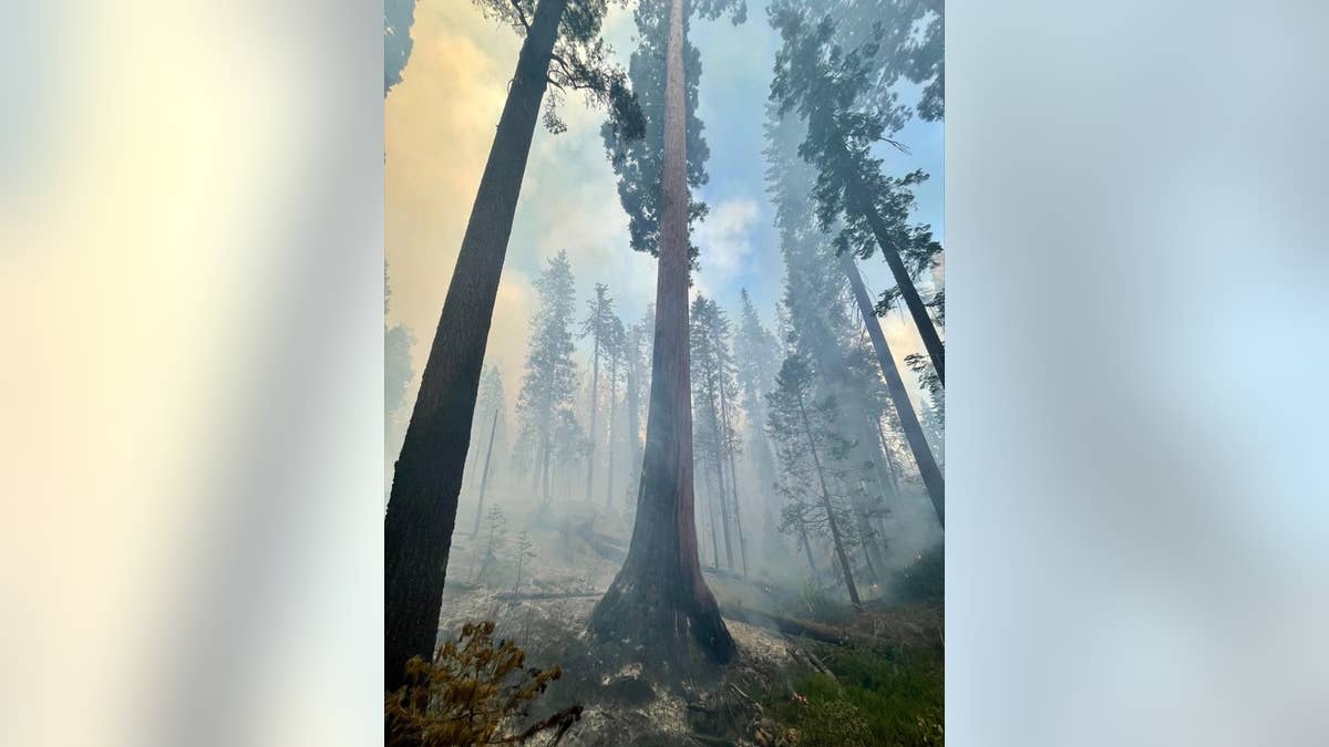 Smoke from Mariposa Grove is seen near a tree