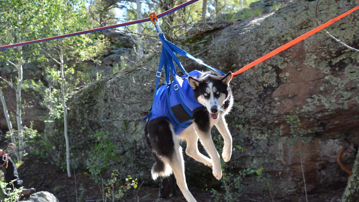 K-9 special training day