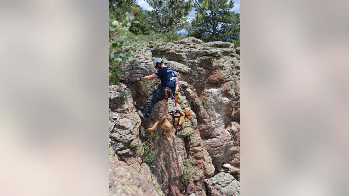K-9 special training day