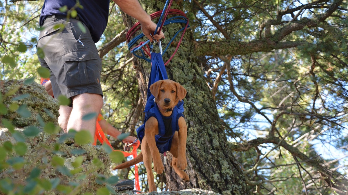 K9 special training day