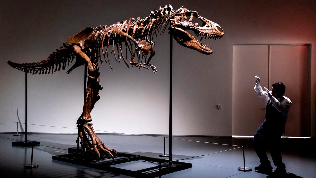 Gorgosaurus dinosaur skeleton