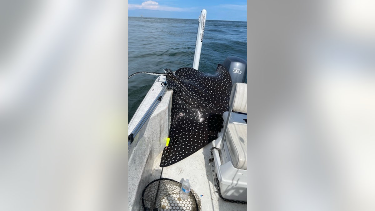 400-spotted eagle ray in Alabama