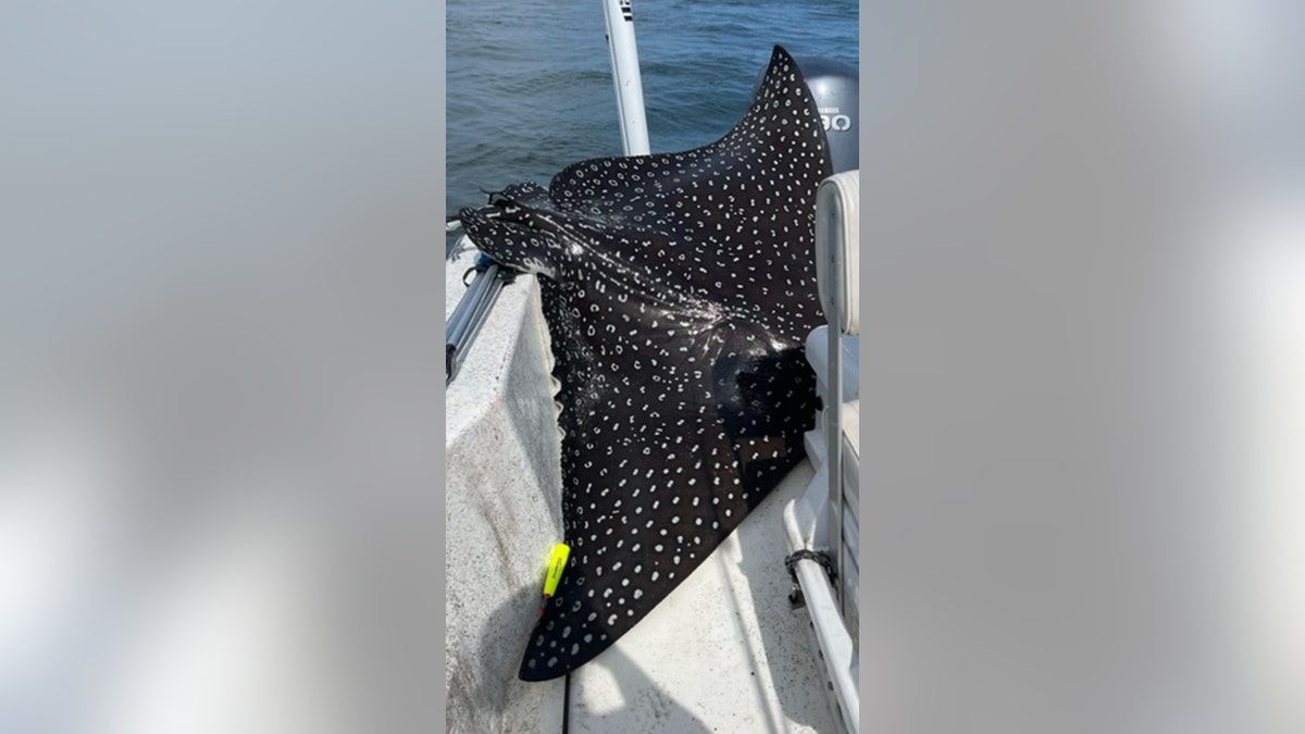spotted eagle ray in Alabama