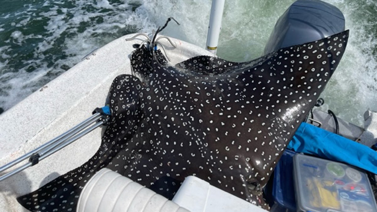 spotted eagle ray