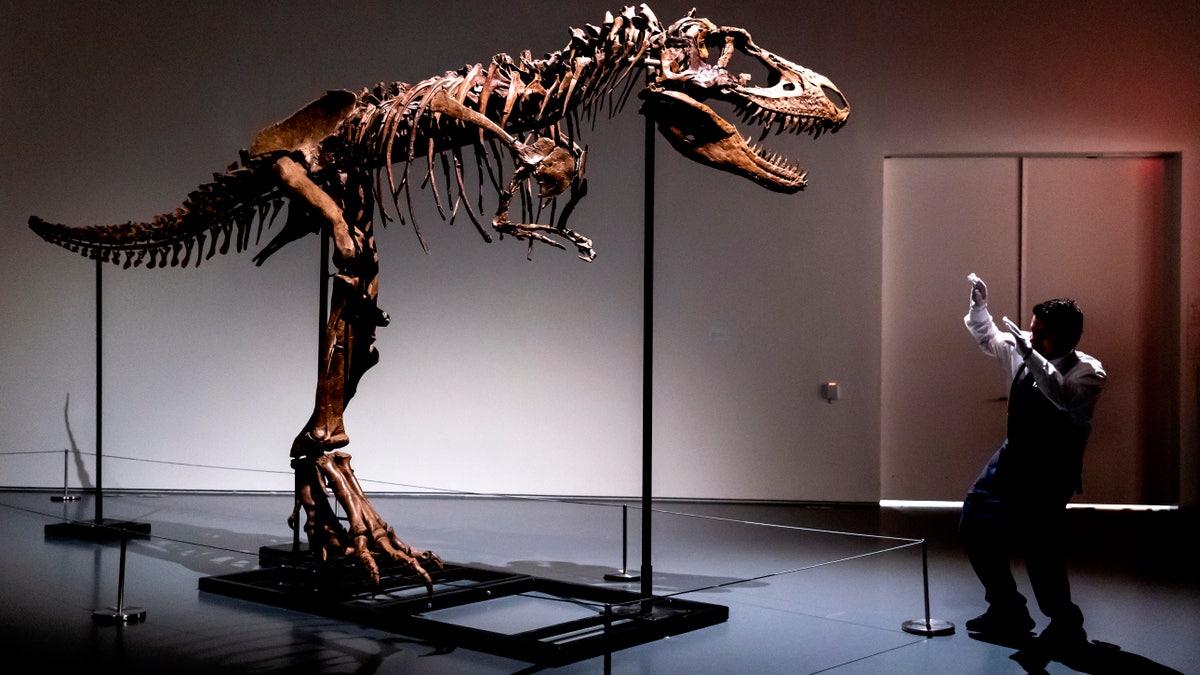 T-Rex fossil