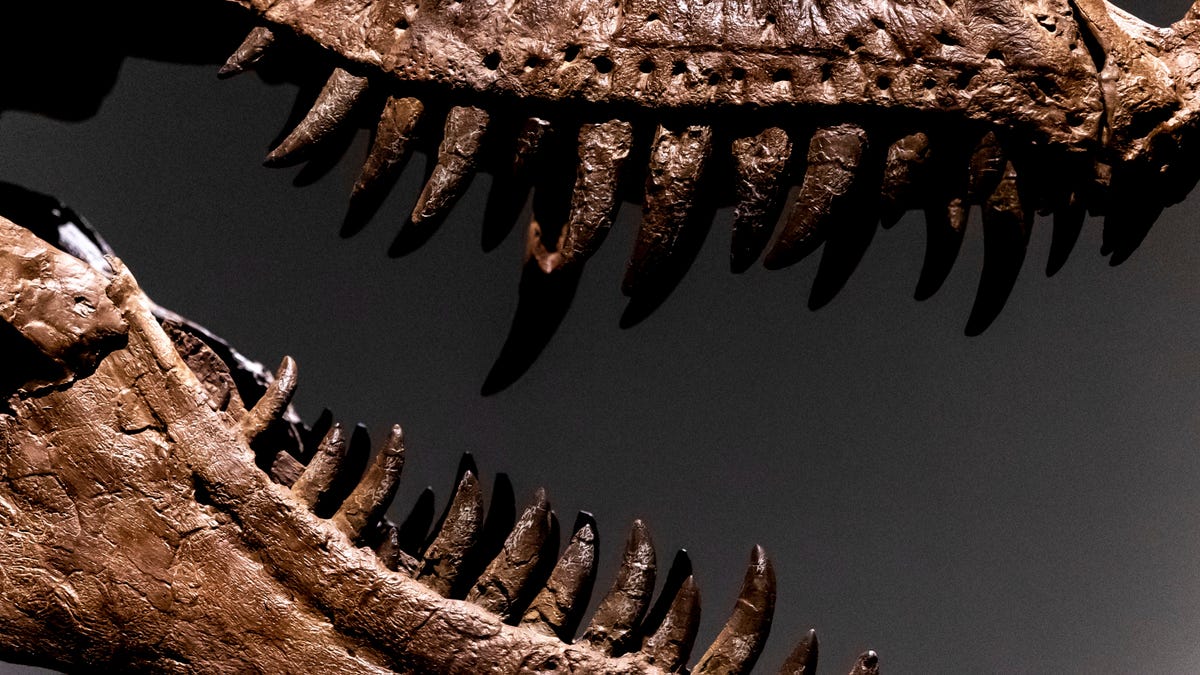 dinosaur fossil teeth