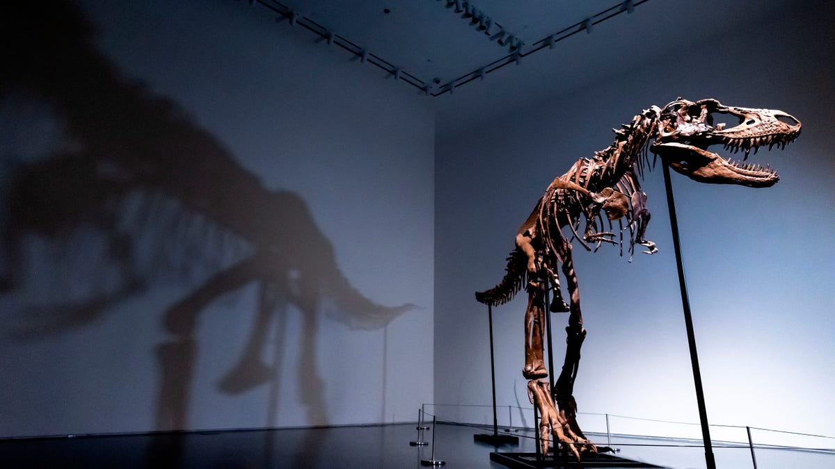 gorgosaurus skeleton auctioned off