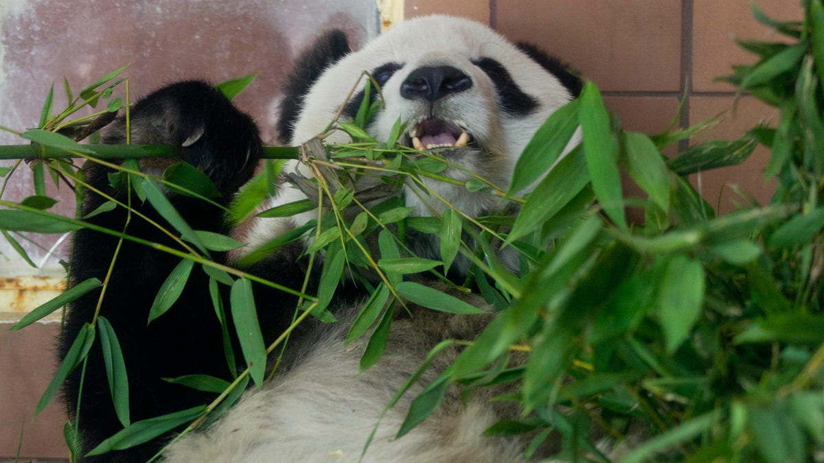 World's oldest panda Shuan Shuan