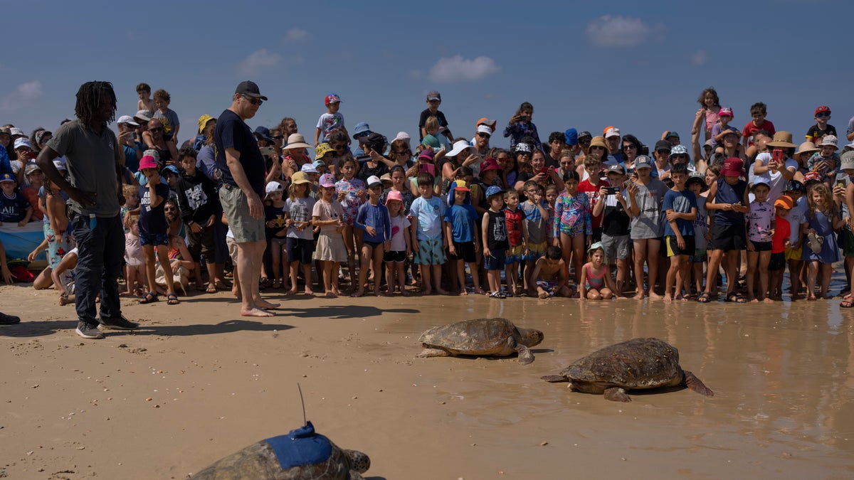 Sea turtles released in Israel