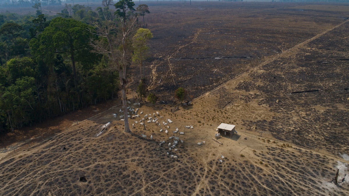 Record deforestation in Brazil's  rainforest shows challenge
