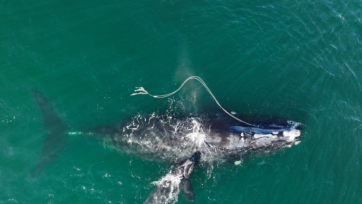 North Atlantic right whale