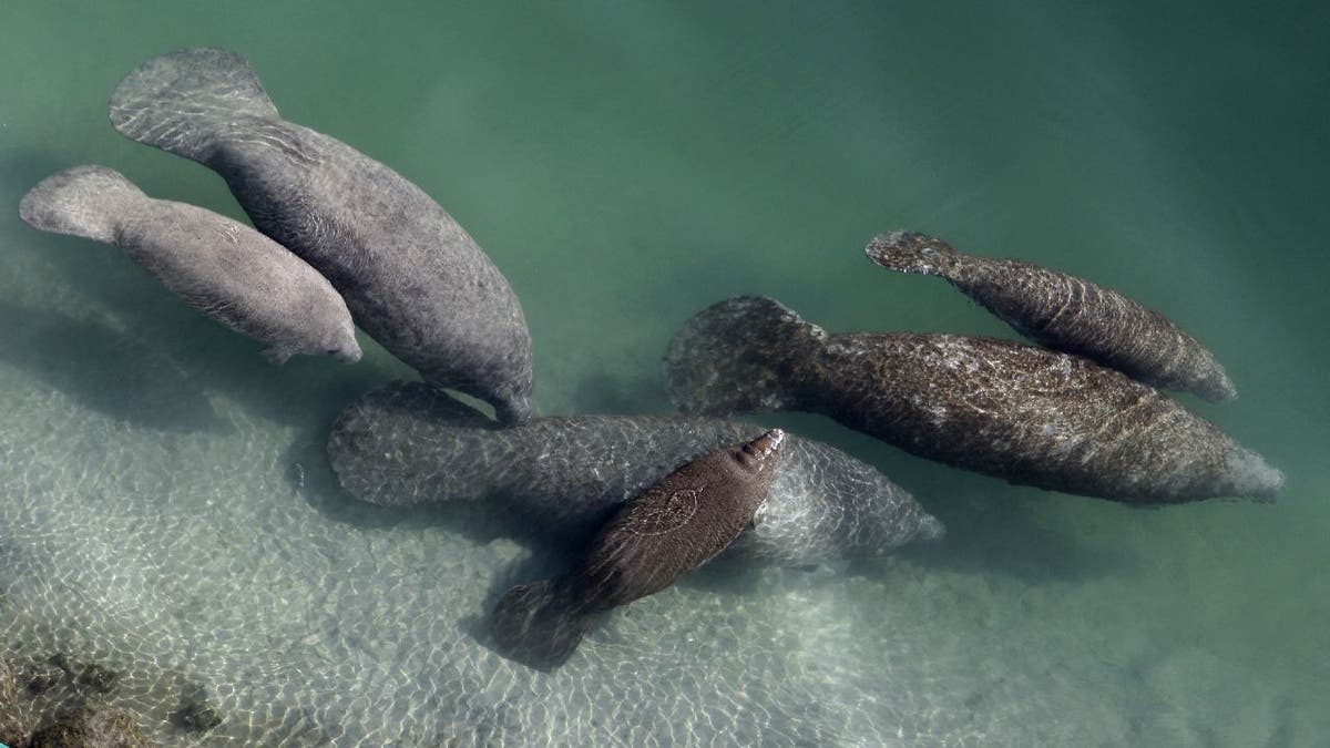 Florida Manatee Deaths Decline, But Starvation Threat Looms: Report ...