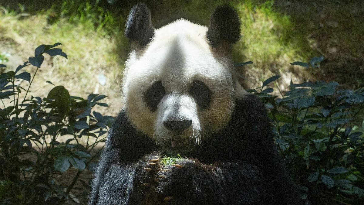 An An the panda close up headshot