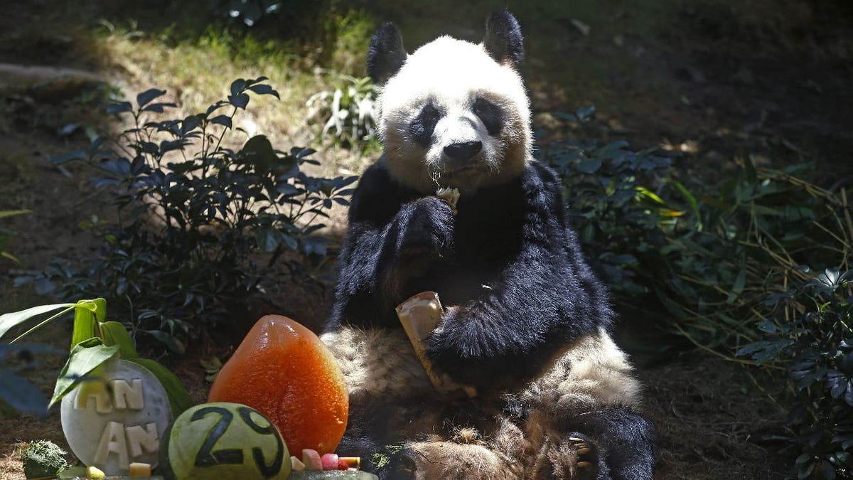 Ann the panda eats on 29th birthday