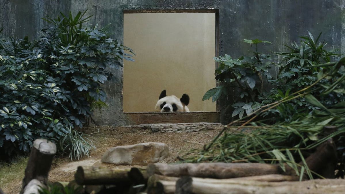 An An the panda rests in residence