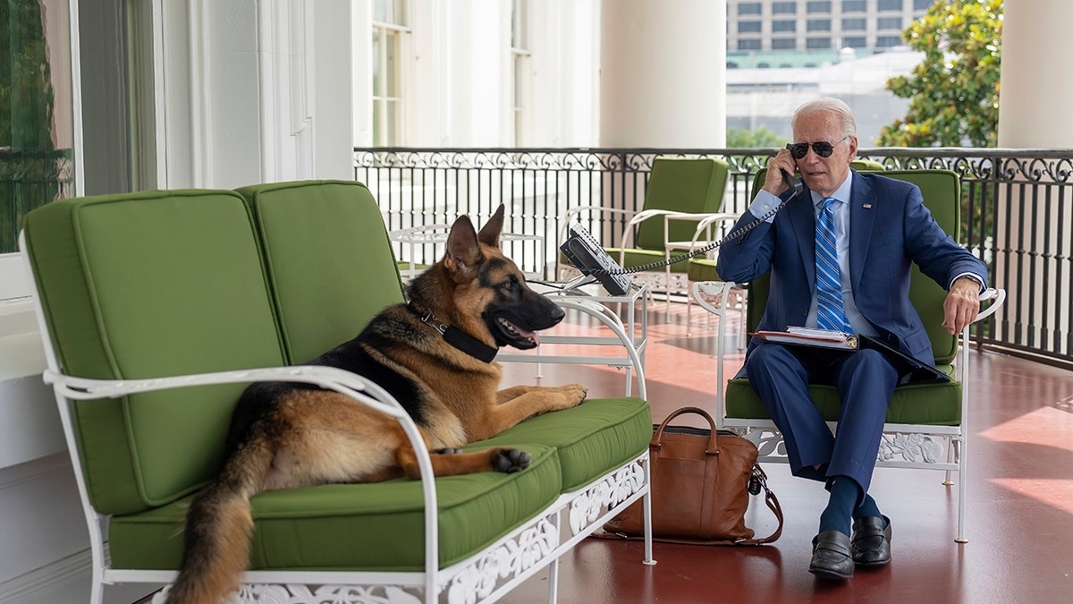 President Biden talks on the phone as his pet German Shepherd relaxes nearby at the White House