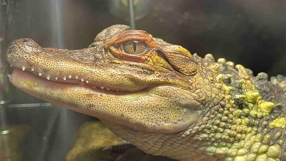 alligator found in Wisconsin