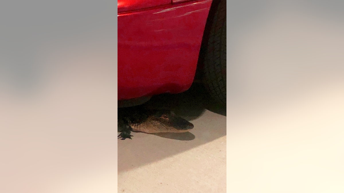 alligator under car