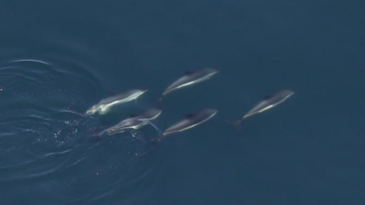 Dolphin spotted swimming in Connecticut's Thames River