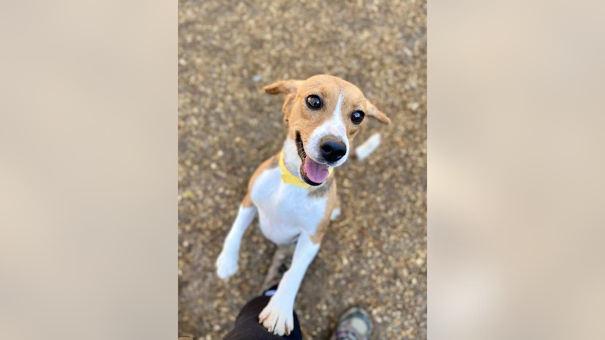 Rescued beagle plays