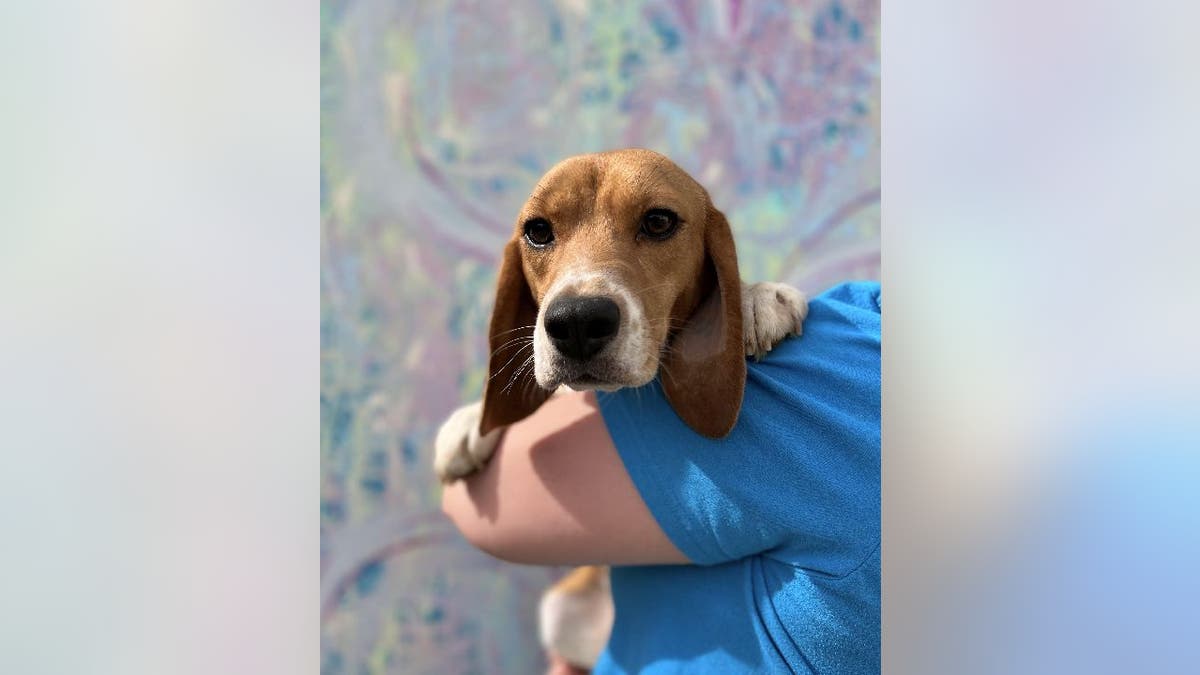 Rescued beagle held in arms