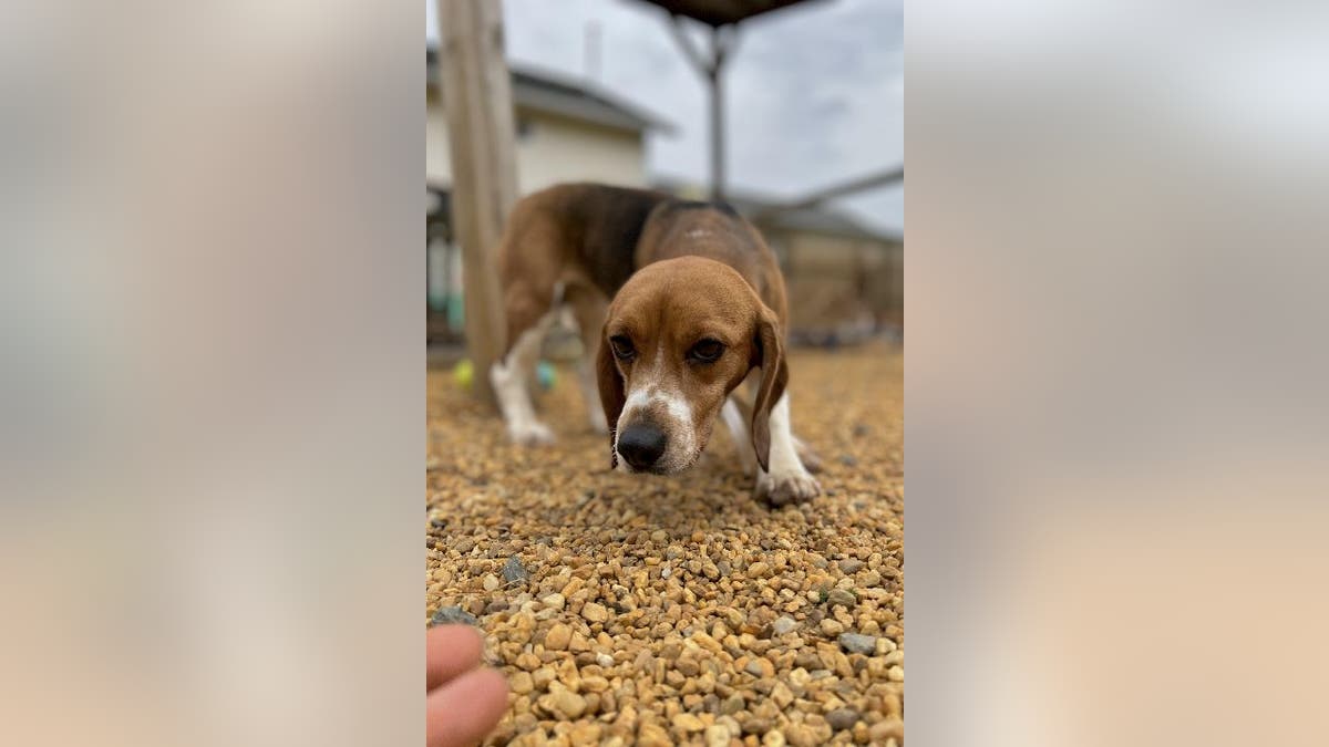 Beagle walking on dirt trail