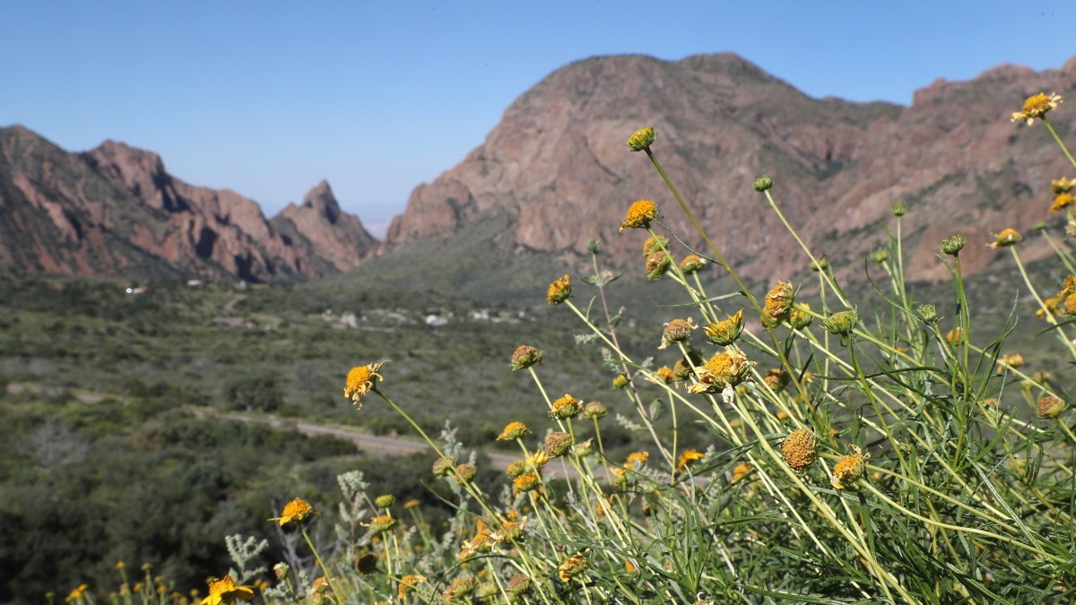 Big Bend National Park flowers