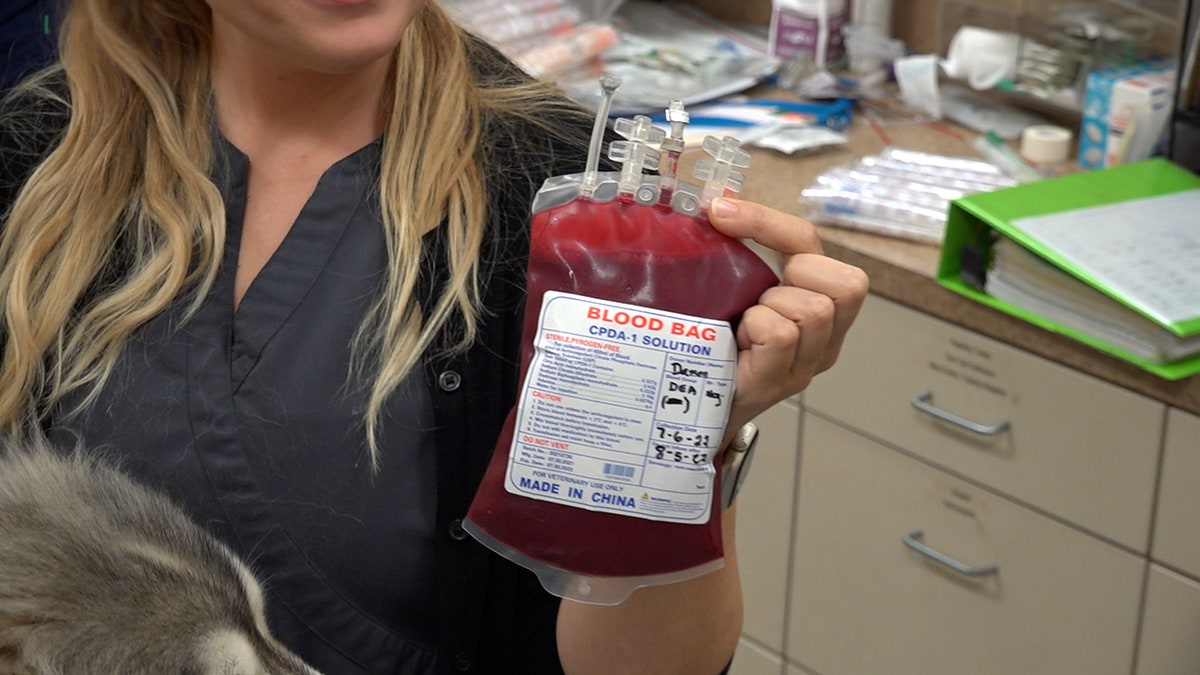 A bag of blood donated by a dog in Mount Pleasant, South Carolina, is shown in this image.