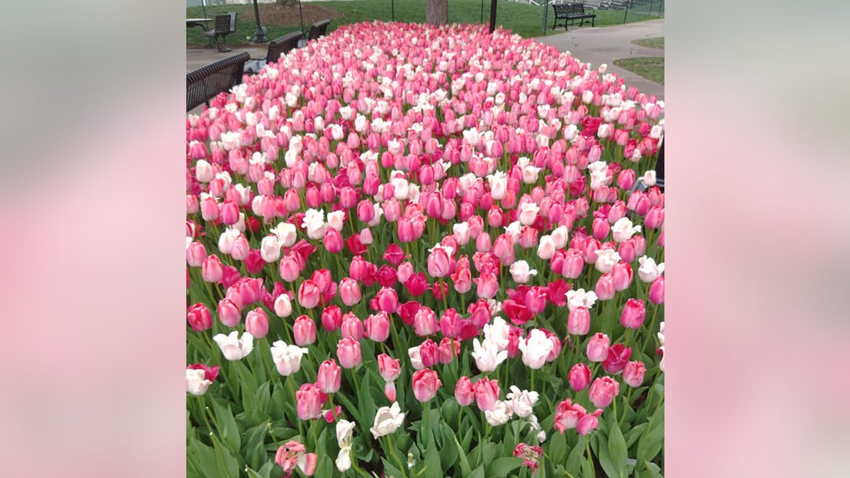 tulips in Pella Iowa