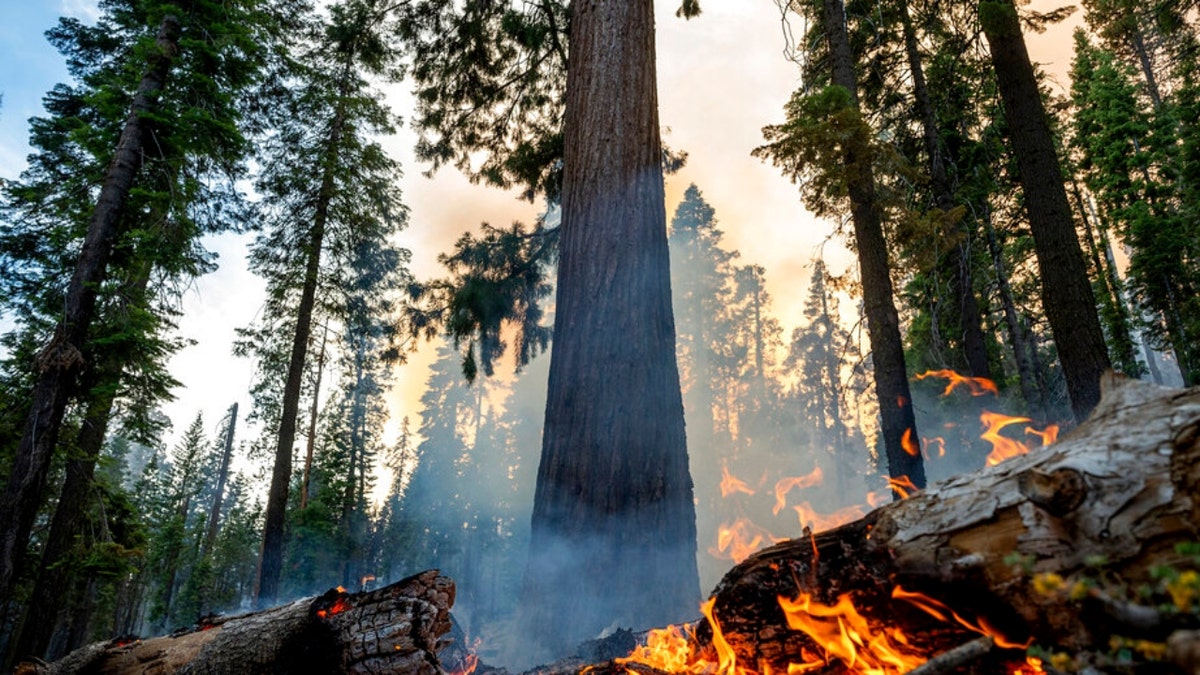 Yosemite National Park wildfire
