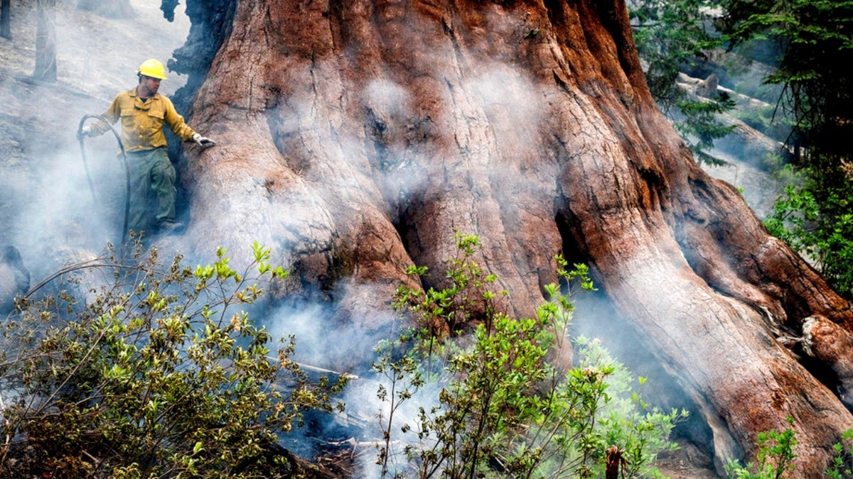 Mariposa Grove sequoia