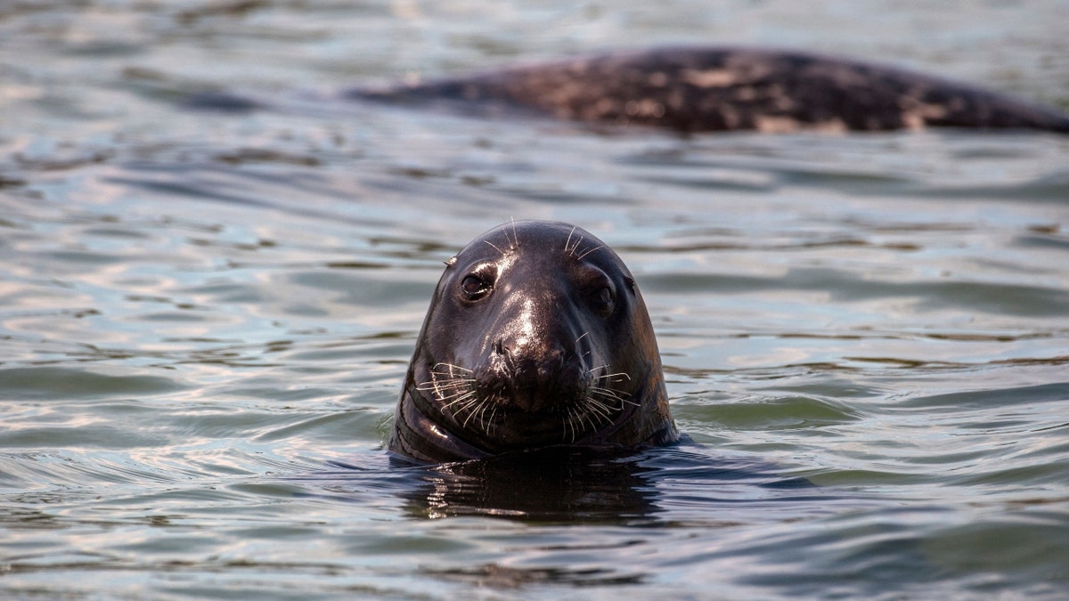 Seal in Massachusetts water