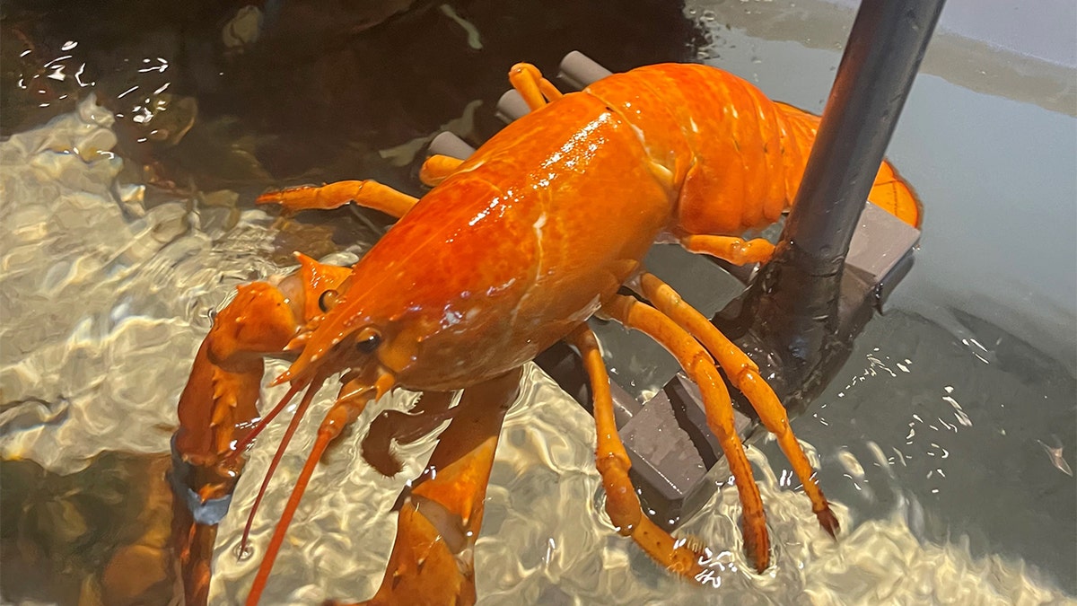 Cheddar the lobster in the water