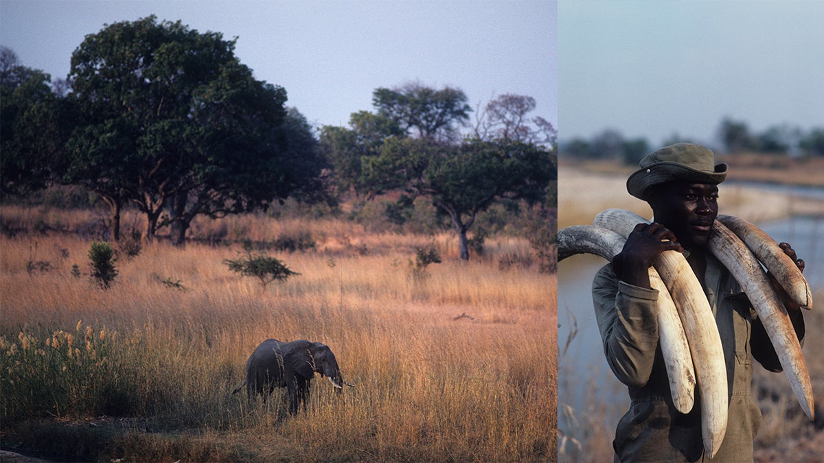 A game scout carries confiscated tusks in Zambia