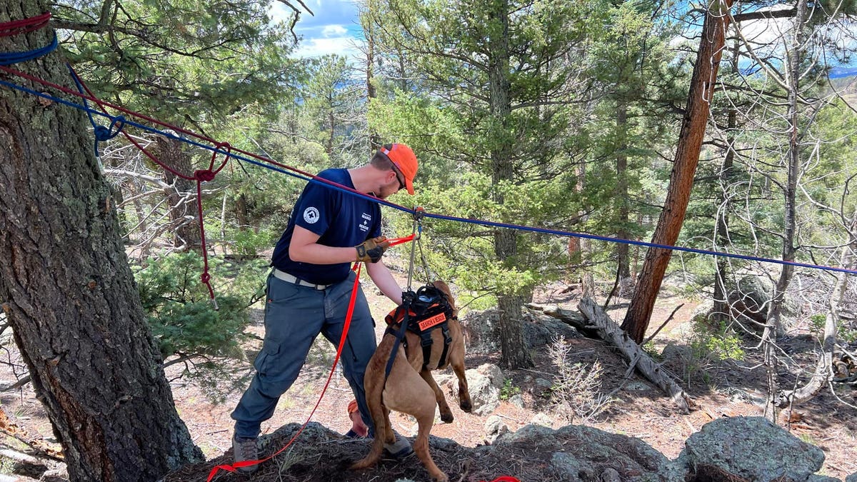 K-9 search and rescue training