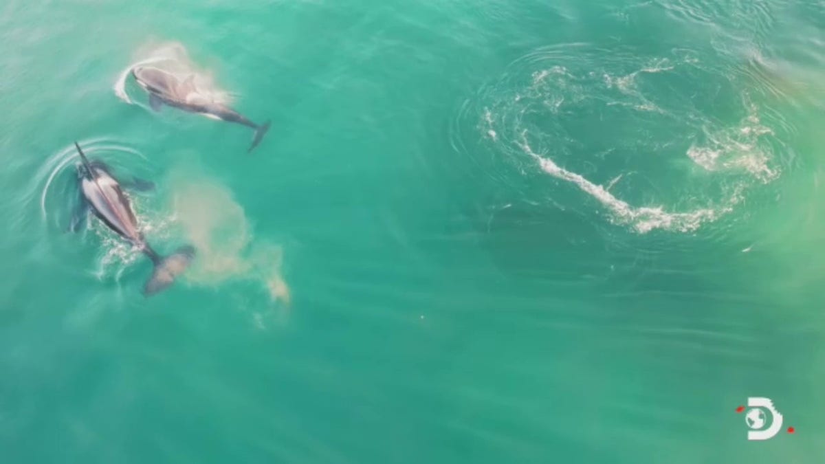 drone footage of two orcas