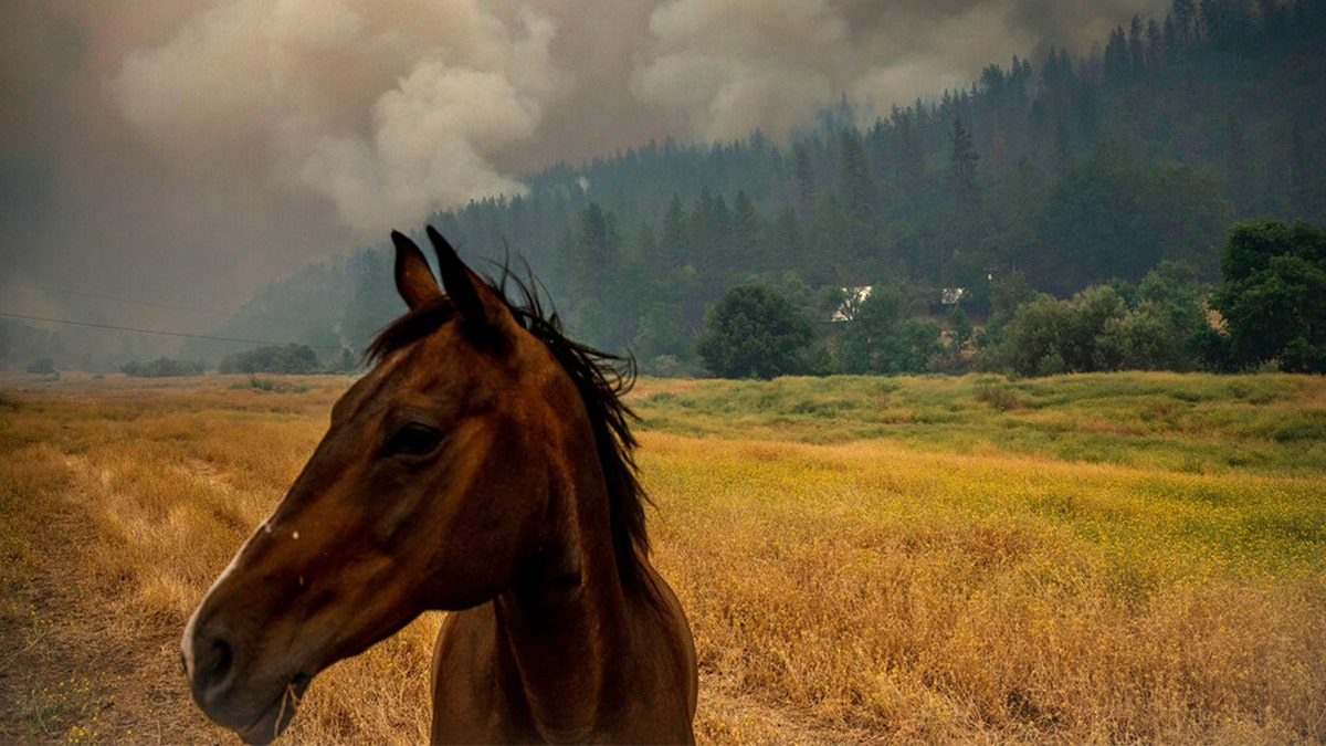 McKinney Fire