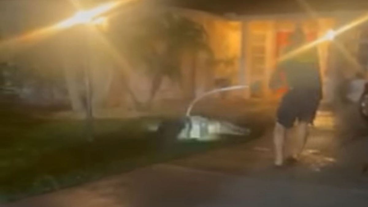 Florida wildlife officer wrangling alligator on driveway