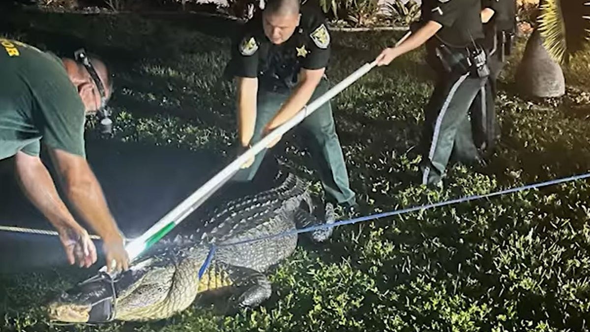 Massive alligator roars at Florida deputies while being wrangled, video  shows | Fox News