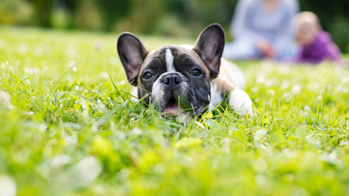 french bulldog in the grass