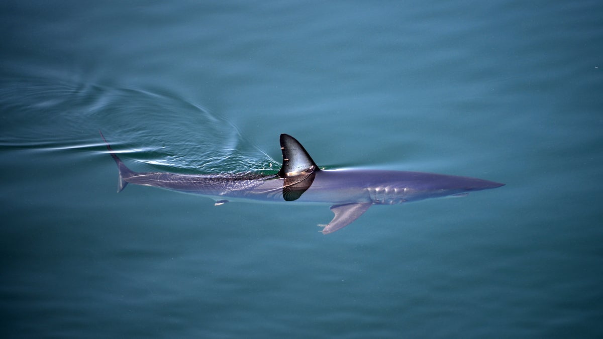 Shortfin mako shark