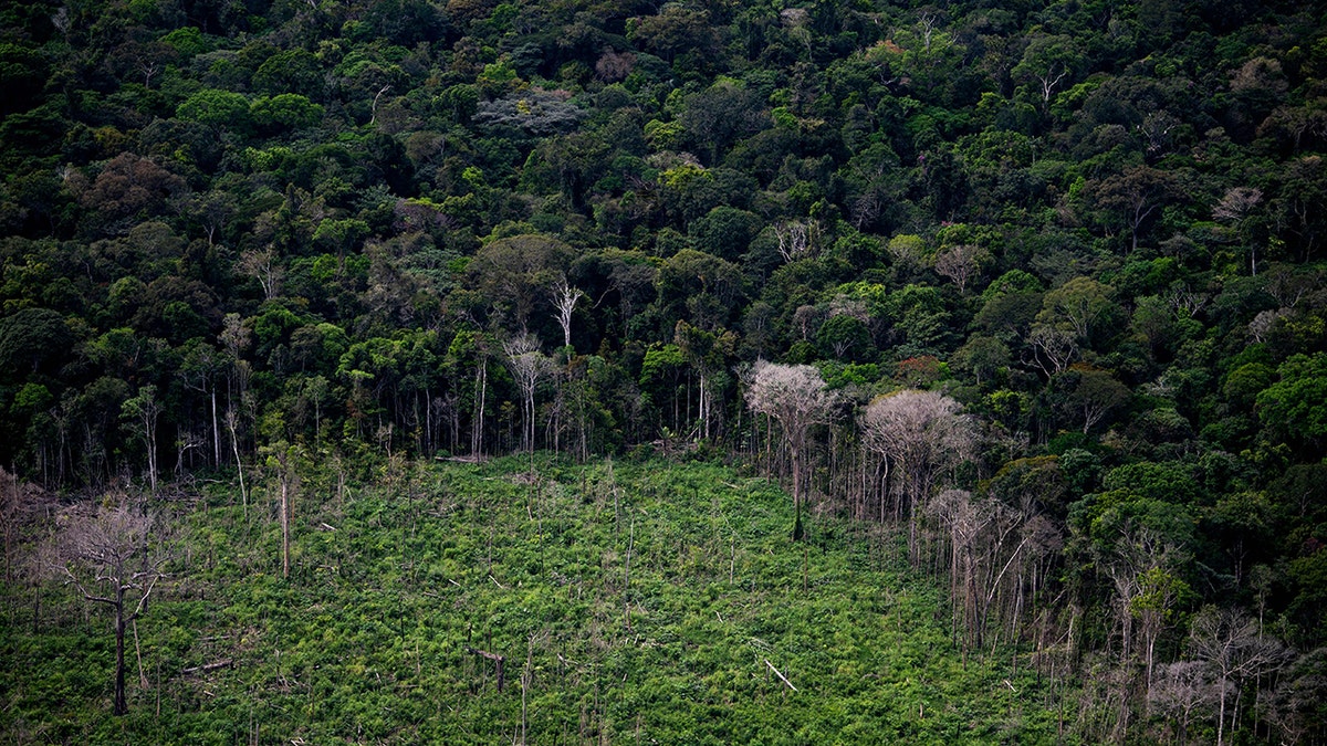 Brazil deforestation
