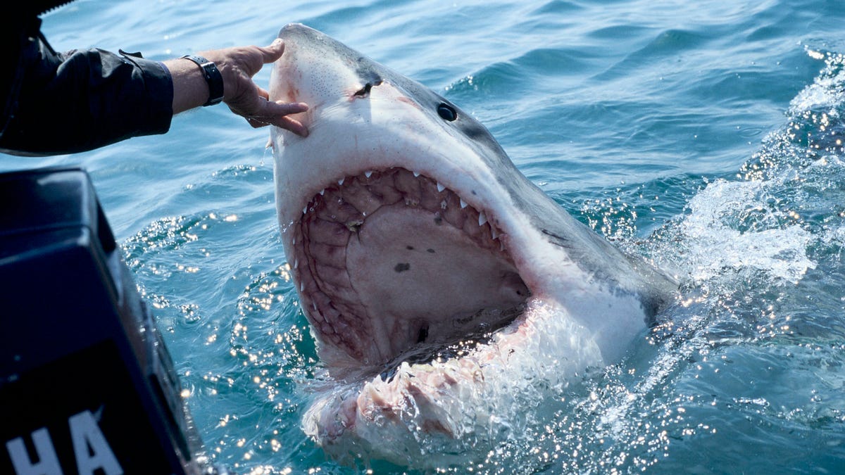 biggest great white shark
