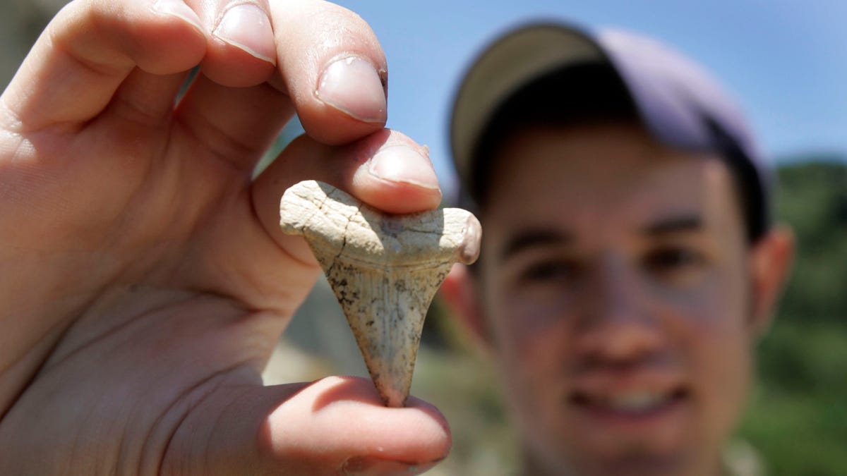 A paleontology student displays a tooth from an 8 to 12 million-year-old mako shark on July 14, 2005, in Scotts Valley, Calif.  