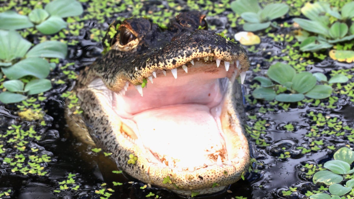 An alligator populates the Wakodahatchee Wetlands on June 27, 2022, in Delray Beach, Florida.