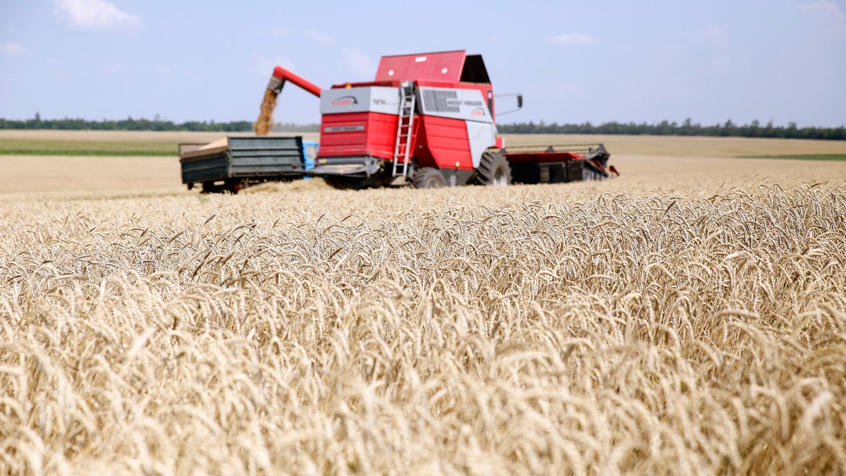 Ukrainian grain