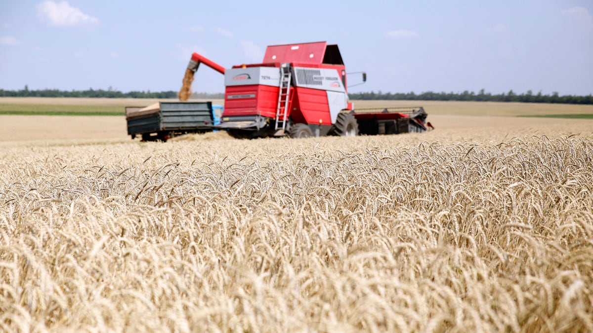 Ukrainian grain